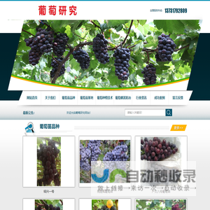 夏黑葡萄苗-红提葡萄苗-紫甜无核葡萄苗-葡萄研究